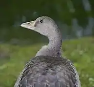 Détail de la tête.