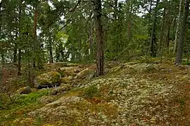 Forêt de conifère dans la partie Ouest de l'île.