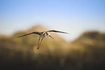 Échasse blanche,Tunisie