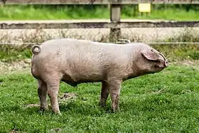 Porc blanc de l'Ouest à l'Écomusée de la Bintinais