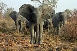 Éléphants au Parc national de la Pendjari