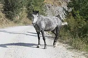Image illustrative de l’article Cheval en Grèce