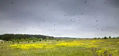 La réserve ornithologique de Boulakivski, classée.