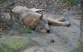 de réintroduction de la vie sauvage.