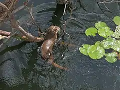 loutre d'Europe,