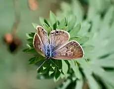 Dessus d'une femelle.