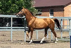 Cheval du Don alezan à reflet brillant.