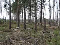 Paysage forestier typique (pins, bouleaux...) ;