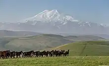 Chevaux noirs et bruns courant en groupe.