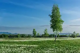 Vallée des narcisses