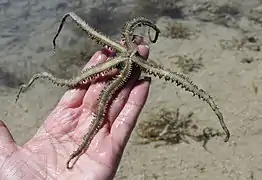 La face orale claire est un bon critère d'identification.