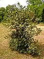 Ilex aquifolium (mai 2014)