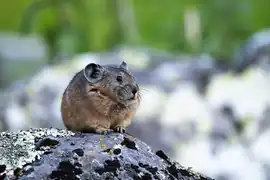 Pika de l'Altaï.