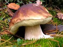 Boletus edulis