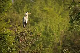 Héron cendré.