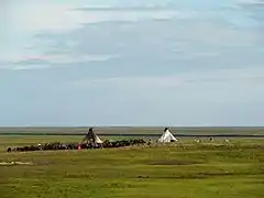 Des éleveurs nenets de rennes en Iamalie.