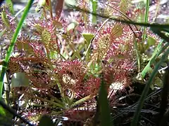 Des Drosera rotundifolia sont naturellement présentes dans ce milieu boisé humide.