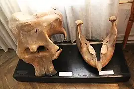 crâne de pachyderme,