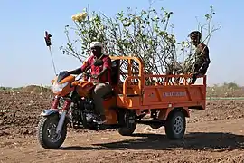 Transport de plants avec un triporteur.