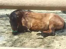 Cheval couché vu de profil.