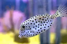 Ostracion rhinorhynchos