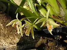 Coelogyne nitida