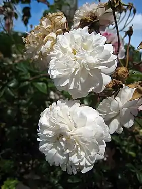 Image illustrative de l’article Félicité et Perpétue