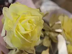 Rose jaune, fleur artificielle en papier de moelle.