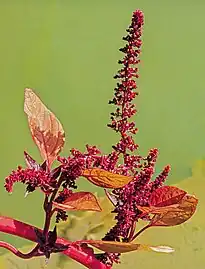 Inflorescences et feuillage immature Jardin des Martels