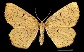 MHNTAngerona prunaria prunaria  ♀