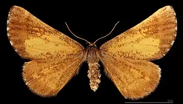 MHNTBupalus piniaria♀