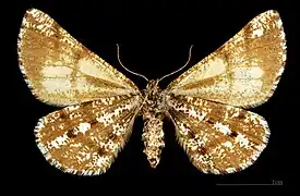 MHNT Bupalus piniaria fuscostrigata  ♀  △