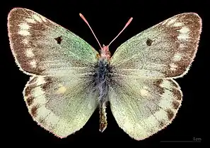 Colias phicomone, ♂
