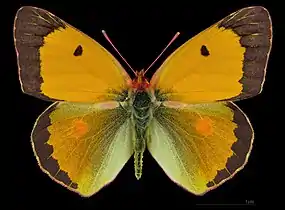 Colias crocea