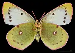 Colias erate erate f. pallida  ♂   △ MHNT