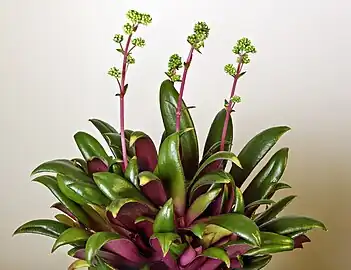 Crassula orbicularis var. rosularis Inflorescene immature et feuillage