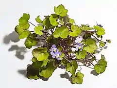 Aspect général de la plante