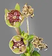 Capsules sur la plante