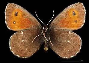 Erebia euryal adyte ♂   △