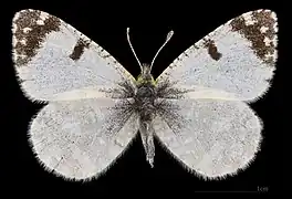 Euchloe tagis bellezina ♂  MHNT