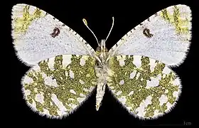 Euchloe tagis bellezina ♂  △ MHNT