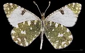 Euchloe tagis castillana ♂  △ MHNT