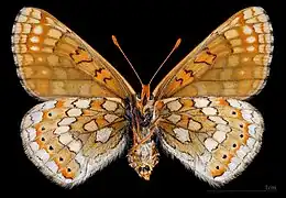Euphydryas aurinia provincialis ♀ △ MHNT