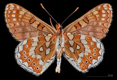 Euphydryas desfontainii beatica ♂ △ MHNT