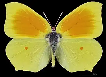 Gonepteryx cleopatra ♂  △MHNT