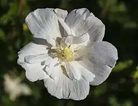 Hibiscus syriacus 'White Chiffon Rose of Sharon'