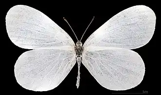 Leptidea sinapis  ♀  MHNT