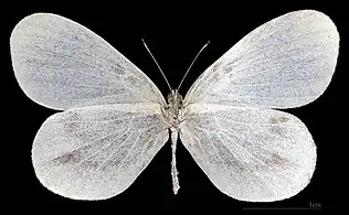 Leptidea sinapis  ♀ △ MHNT