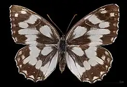 Melanargia galathea f. leucomelas ♀
