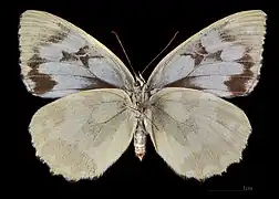 Melanargia galathea f. leucomelas ♀ △